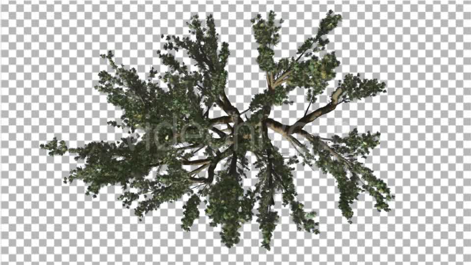 Cedar of Lebanon Tree Crown Top Down is Swaying - Download Videohive 16933514