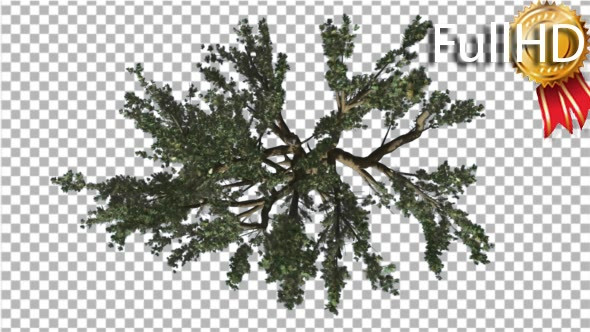 Cedar of Lebanon Tree Crown Top Down is Swaying - Download Videohive 16933514