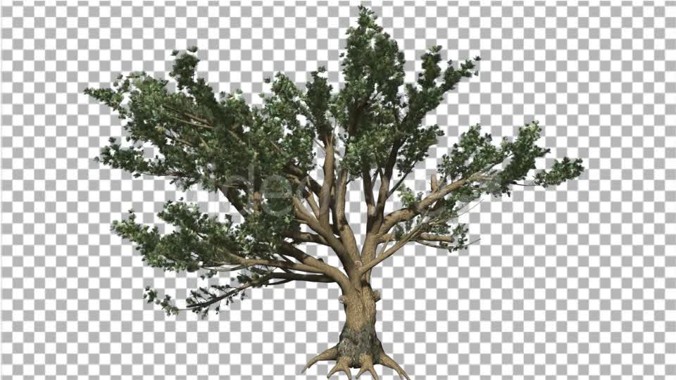 Cedar of Lebanon Tree is Swaying at The Wind - Download Videohive 14810378