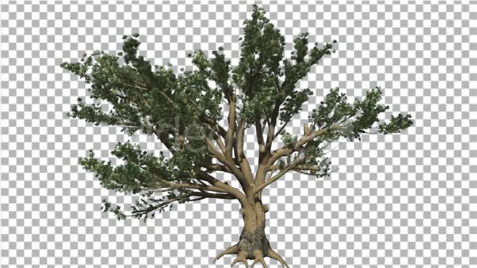 Cedar of Lebanon Tree is Swaying at The Wind - Download Videohive 14810378