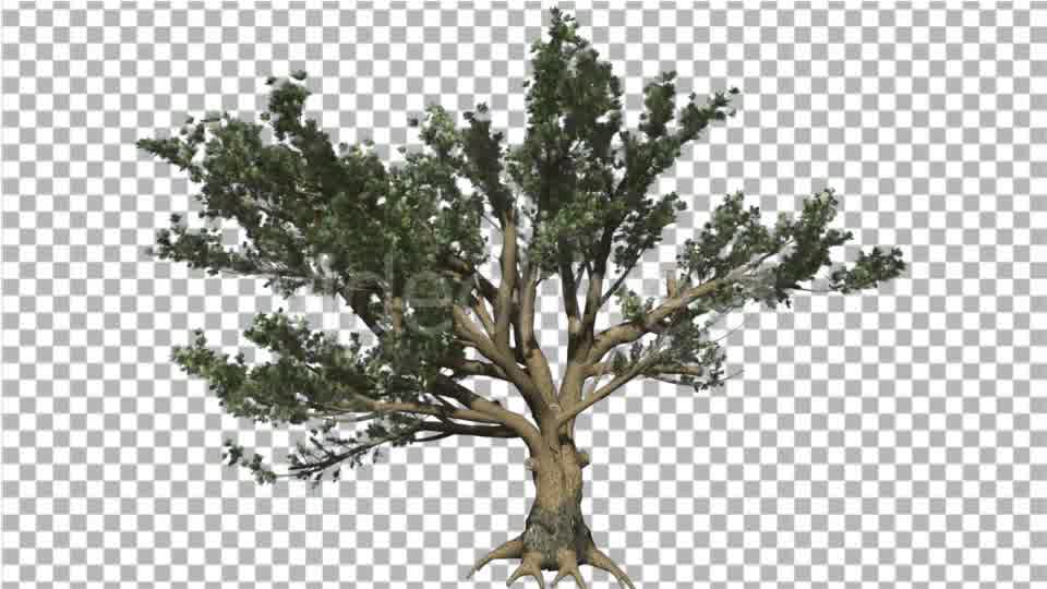 Cedar of Lebanon Tree is Swaying at the Wind - Download Videohive 16965853