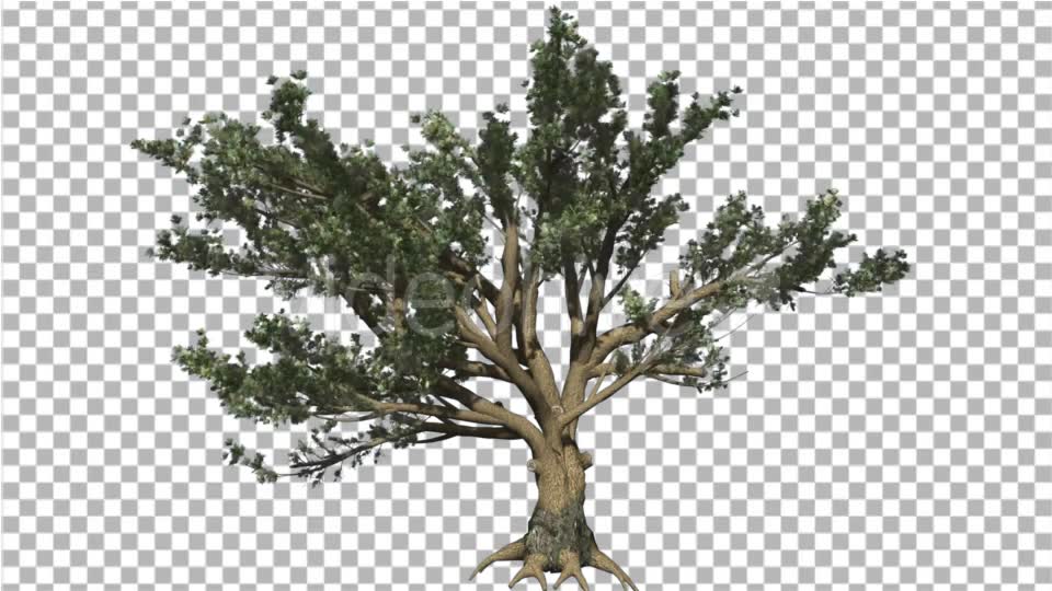 Cedar of Lebanon Tree is Swaying at the Wind - Download Videohive 16965853