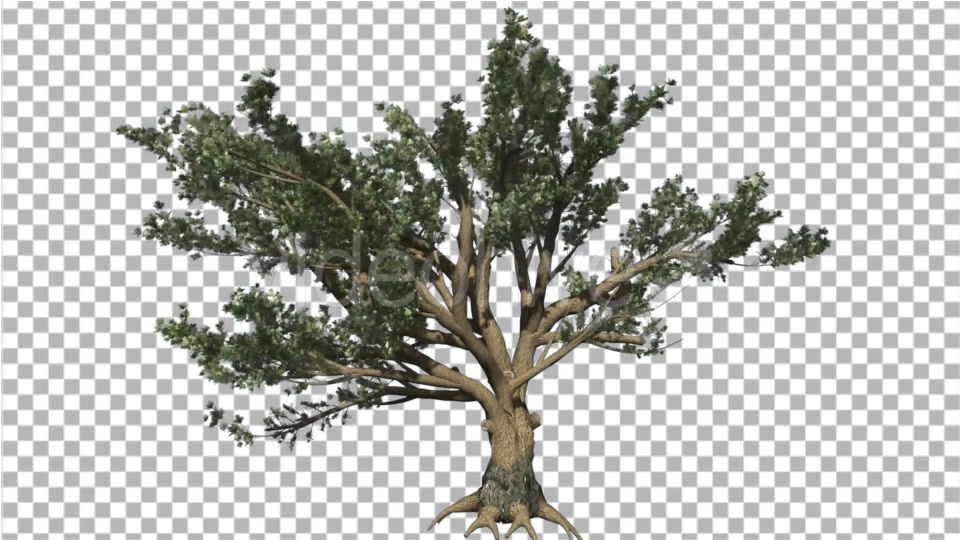 Cedar of Lebanon Tree is Swaying at the Wind - Download Videohive 16965853