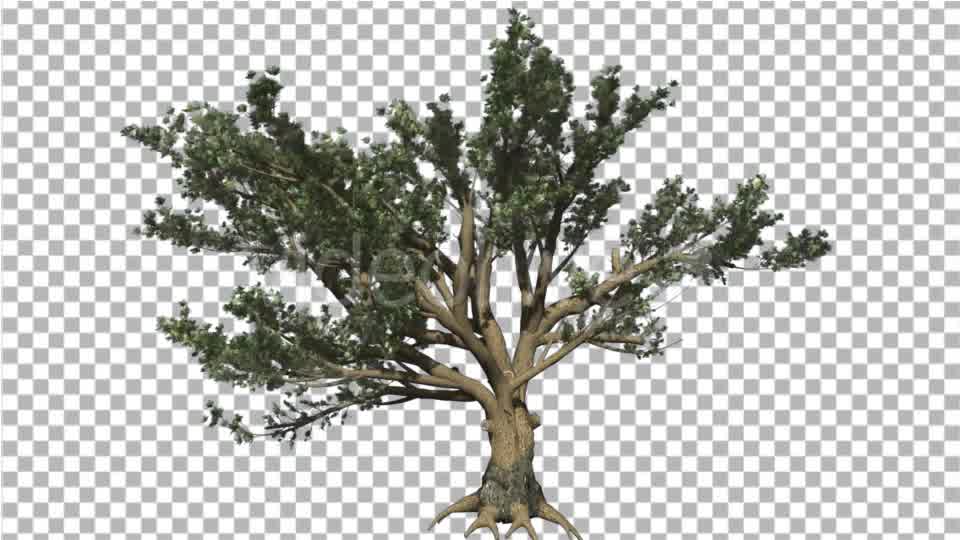 Cedar of Lebanon Tree is Swaying at the Wind - Download Videohive 16965853