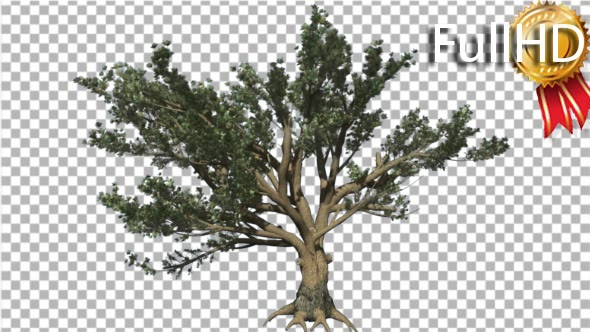 Cedar of Lebanon Tree is Swaying at the Wind - Download Videohive 16965853