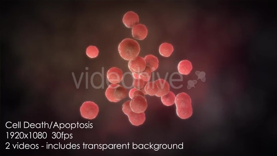 Cell Death Apoptosis - Download Videohive 19926575