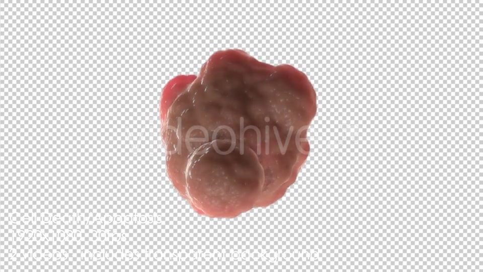 Cell Death Apoptosis - Download Videohive 19926575