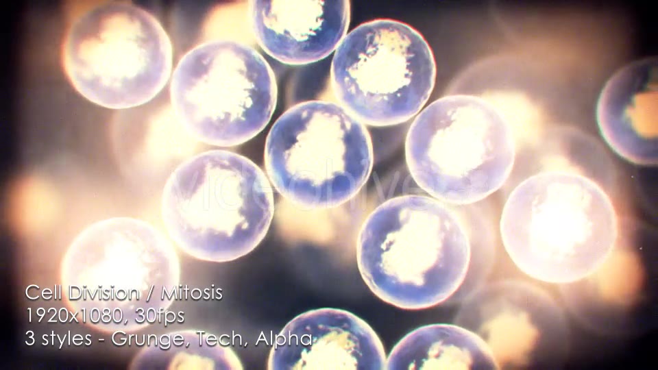 Cell Division Mitosis Cytokinesis - Download Videohive 12689595