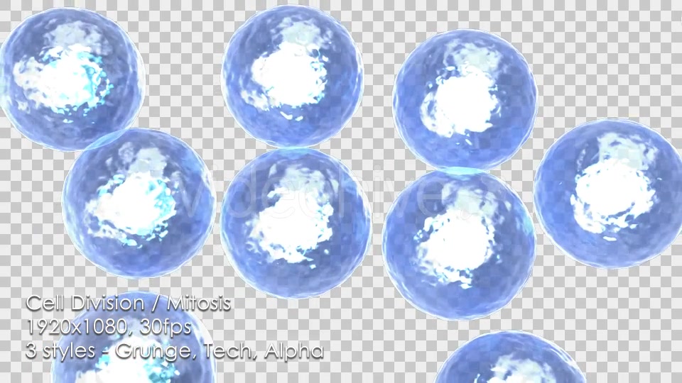 Cell Division Mitosis Cytokinesis - Download Videohive 12689595