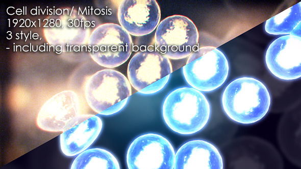 Cell Division Mitosis Cytokinesis - Download Videohive 12689595