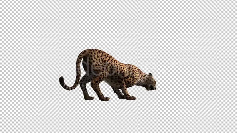 Cheetah Eat - Download Videohive 21176436