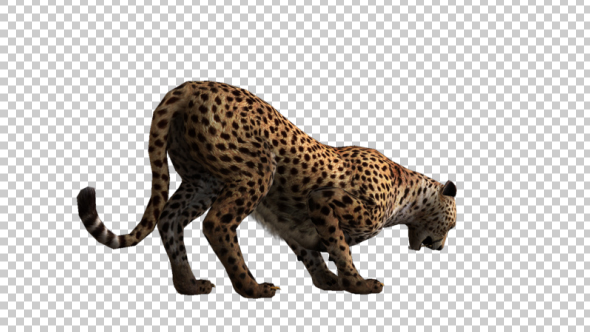 Cheetah Eat - Download Videohive 21176436