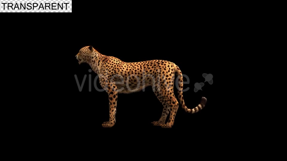 Cheetah Idle - Download Videohive 18741111