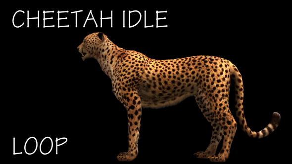 Cheetah Idle - Download Videohive 18741111