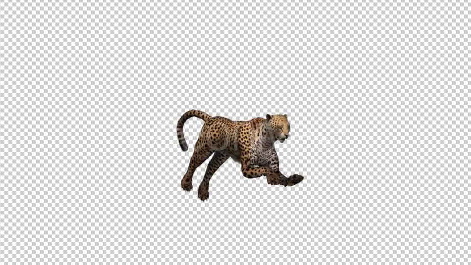 Cheetah Running - Download Videohive 21176596