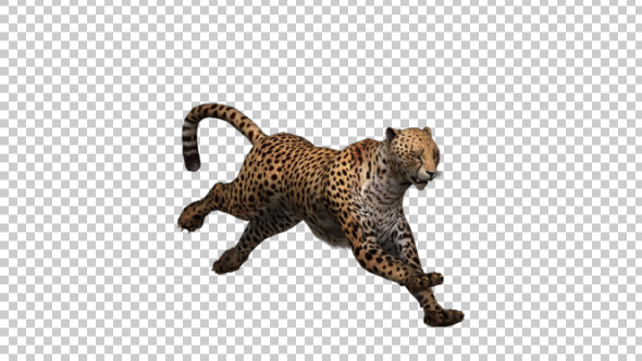 Cheetah Running - Download Videohive 21176596