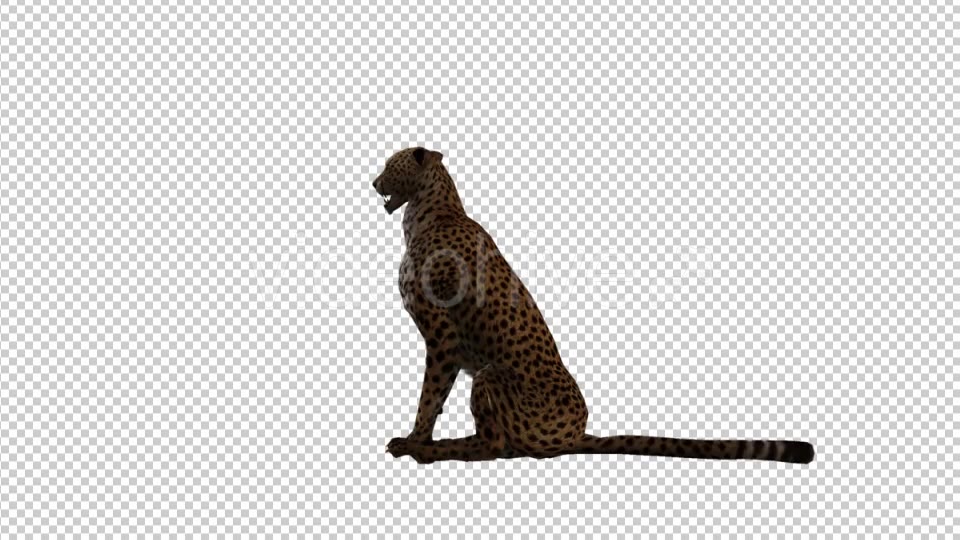 Cheetah Sitting - Download Videohive 21176505