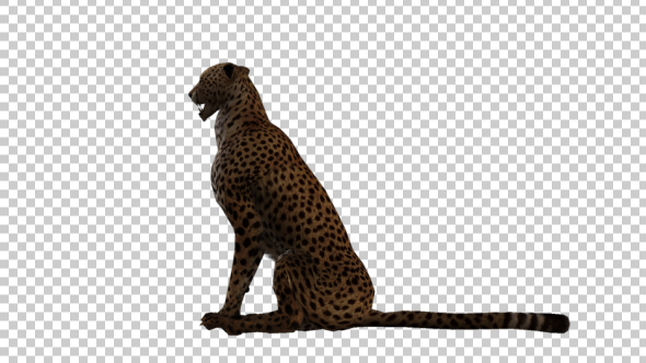 Cheetah Sitting - Download Videohive 21176505