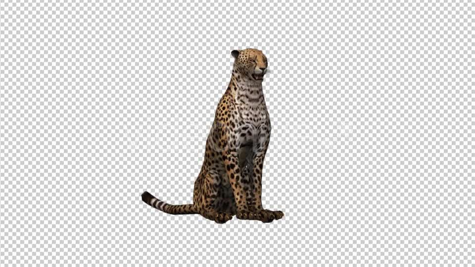 Cheetah Sitting - Download Videohive 21176536