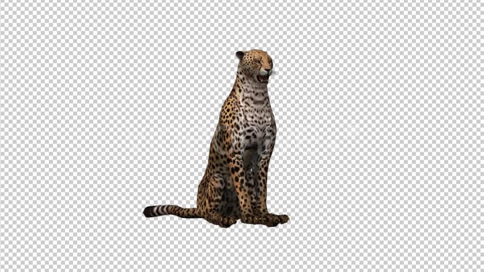 Cheetah Sitting - Download Videohive 21176536