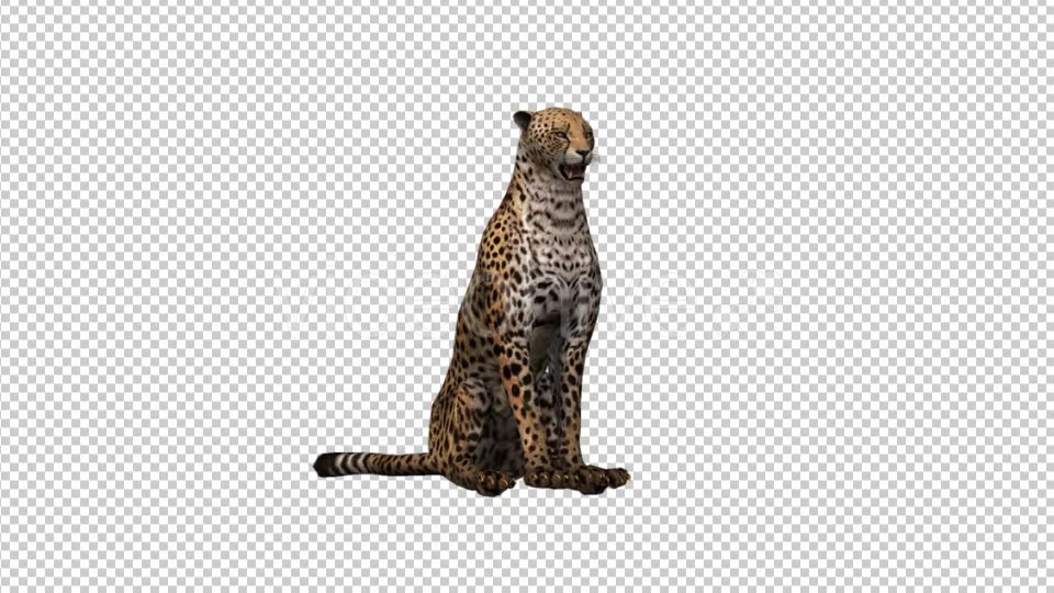 Cheetah Sitting - Download Videohive 21176536