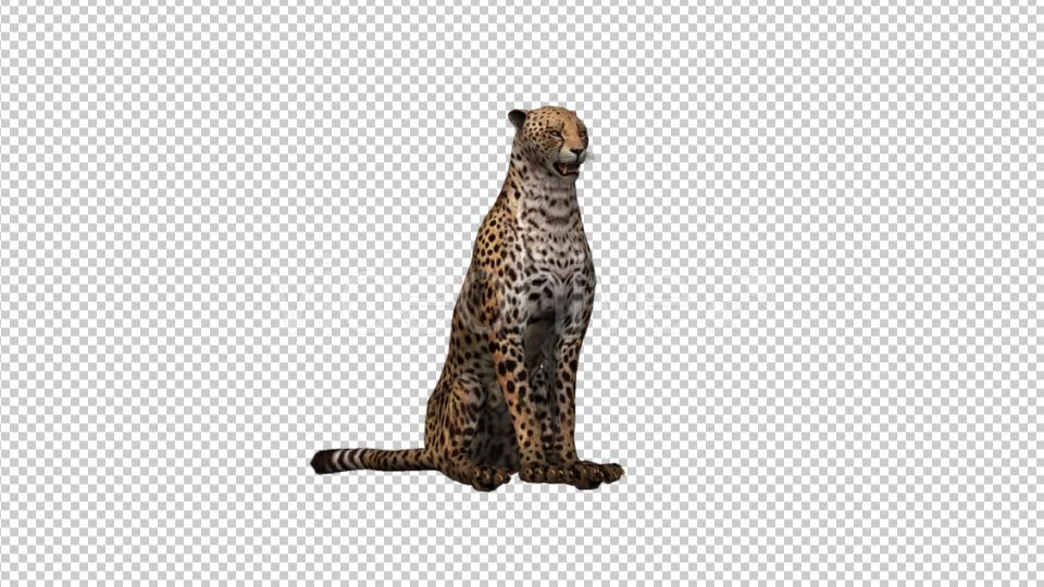 Cheetah Sitting - Download Videohive 21176536