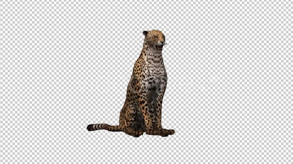 Cheetah Sitting - Download Videohive 21176536