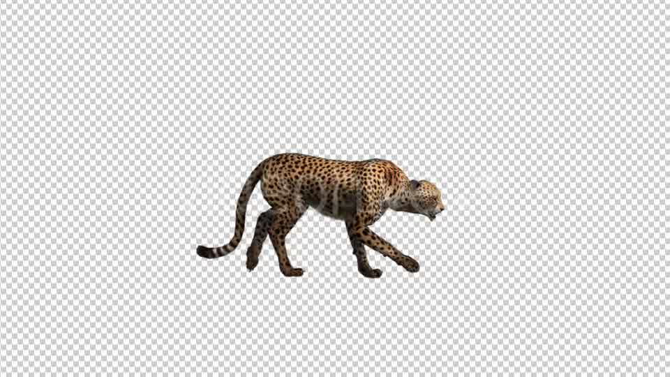 Cheetah Walk - Download Videohive 21176632
