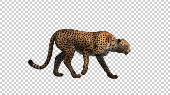 Cheetah Walk - Download Videohive 21176632