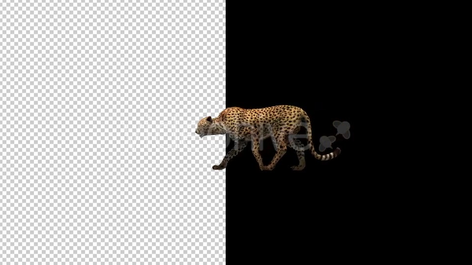 Cheetah Walking Animation - Download Videohive 20281814