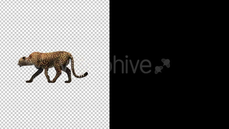 Cheetah Walking Animation - Download Videohive 20281814