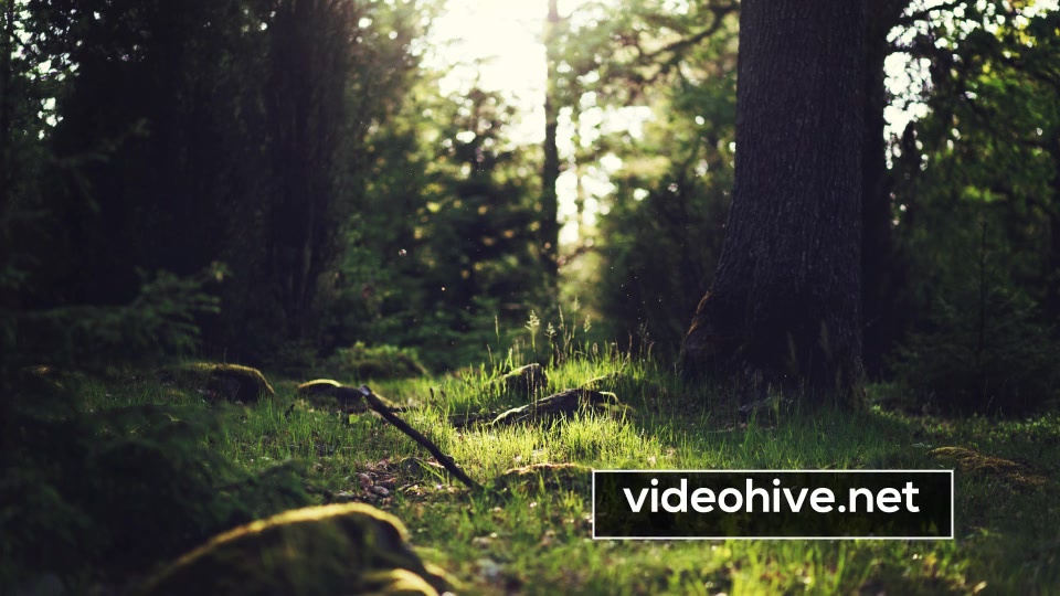 Clean Lower Thirds - Download Videohive 10884029