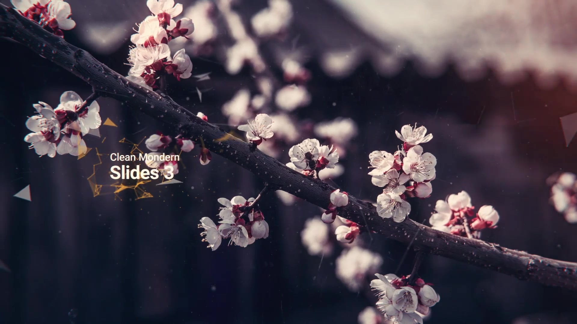 Clean Modern Slides 3 Videohive 36643346 After Effects Image 3