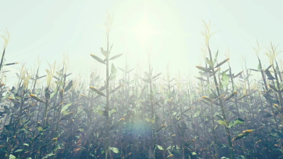 Corn Field - Download Videohive 17968346