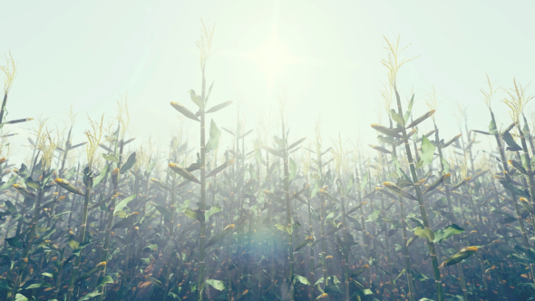 Corn Field - Download Videohive 17968346