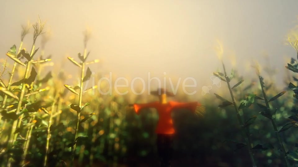 Cornfield And Scarecrow - Download Videohive 18264676