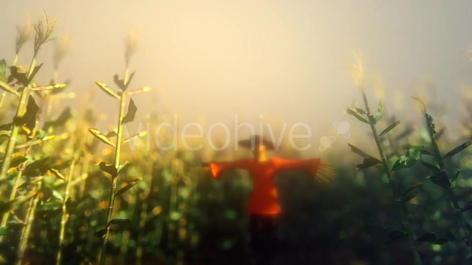 Cornfield And Scarecrow - Download Videohive 18264676