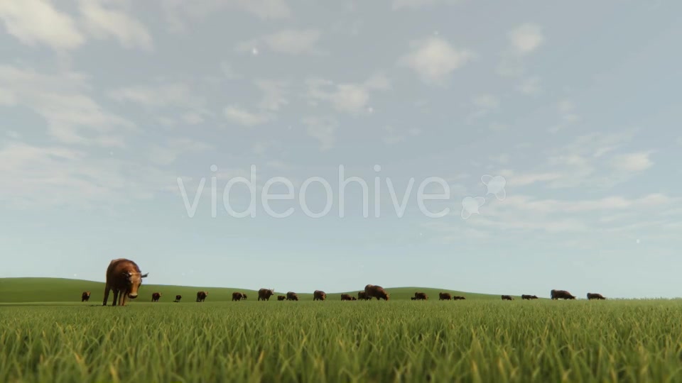 Cows In The Nature - Download Videohive 20555150