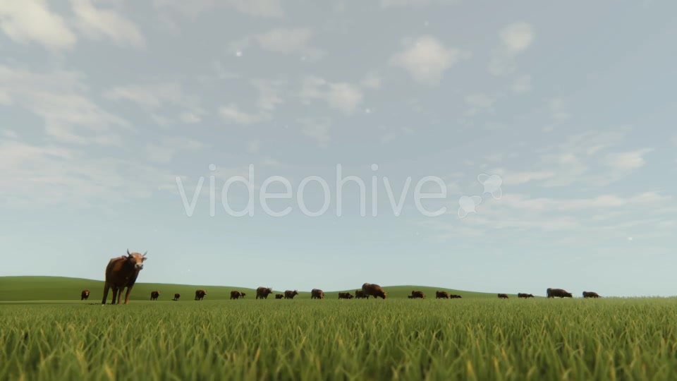 Cows In The Nature - Download Videohive 20555150