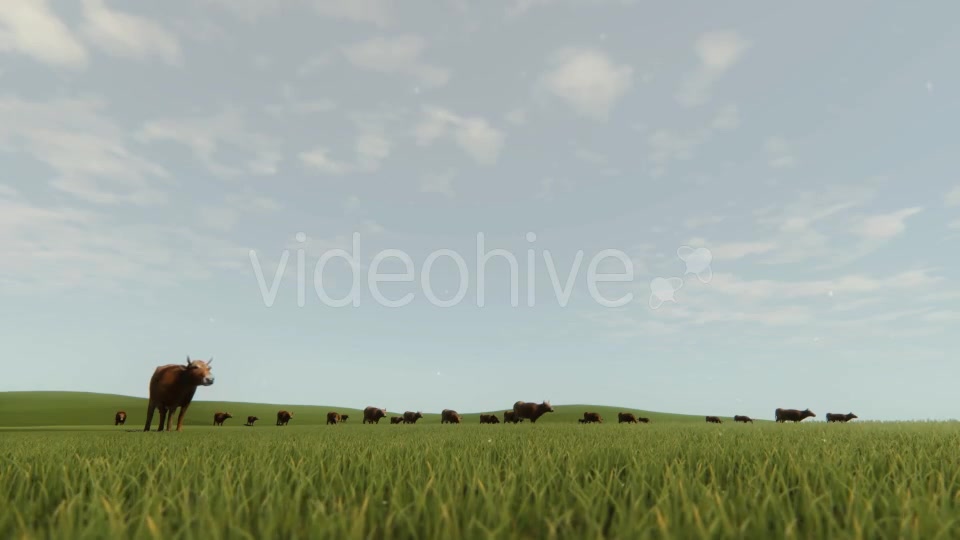 Cows In The Nature - Download Videohive 20555150