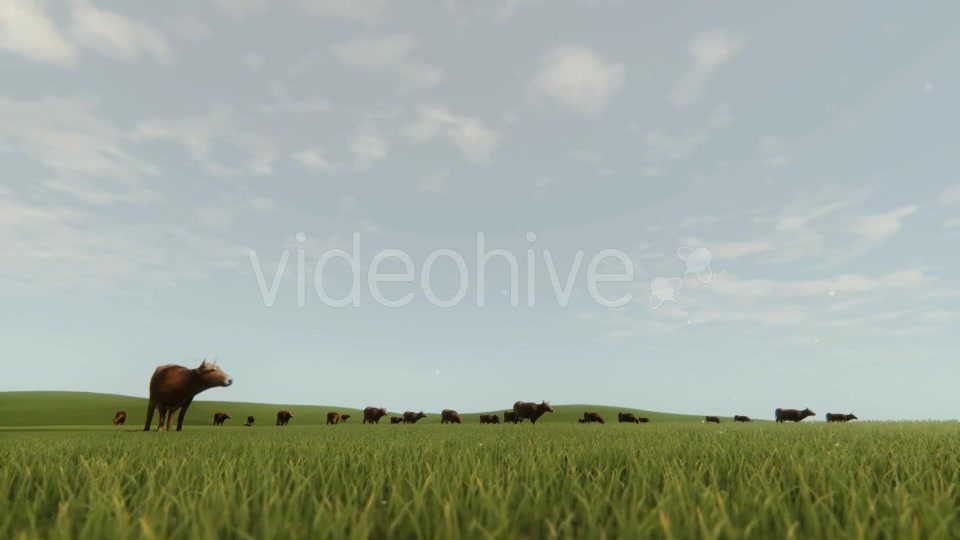 Cows In The Nature - Download Videohive 20555150