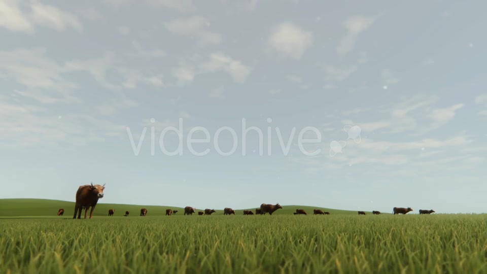 Cows In The Nature - Download Videohive 20555150