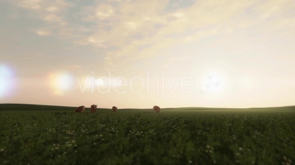 Cows On Pasture At Sunrise - Download Videohive 19847370