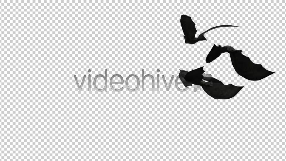 Creepy Bats Transitions Videohive 2907913 Motion Graphics Image 3