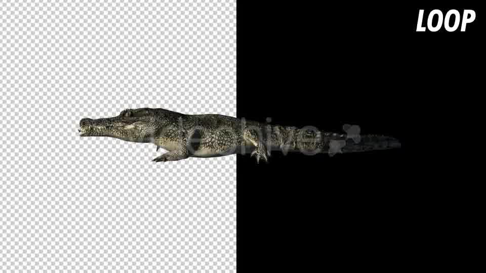 Crocodile Alligator - Download Videohive 18303296