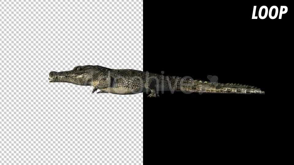 Crocodile Alligator - Download Videohive 18303296