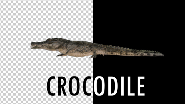 Crocodile Alligator Walk Animation - Download Videohive 20324056