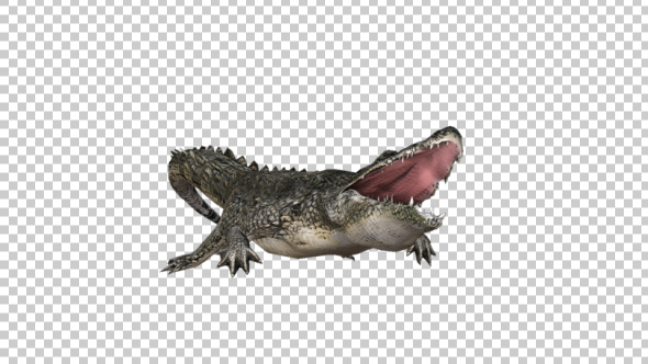 Crocodile Attack - Download Videohive 21176767