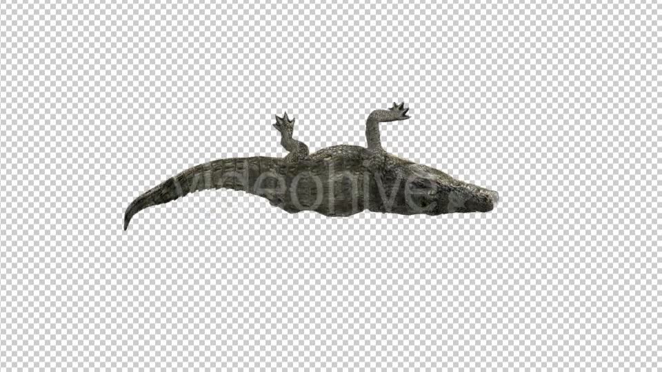 Crocodile Rolling - Download Videohive 21176788