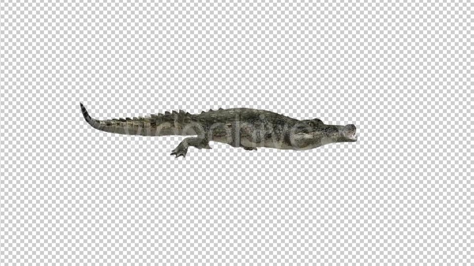 Crocodile Rolling - Download Videohive 21176788